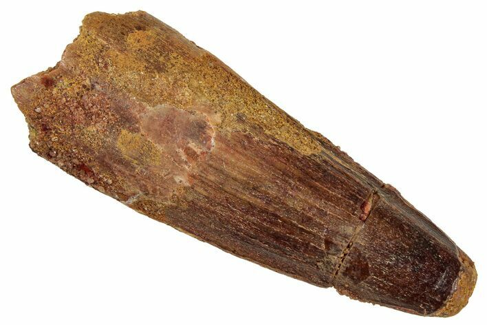 Fossil Spinosaurus Tooth - Real Dinosaur Tooth #333663